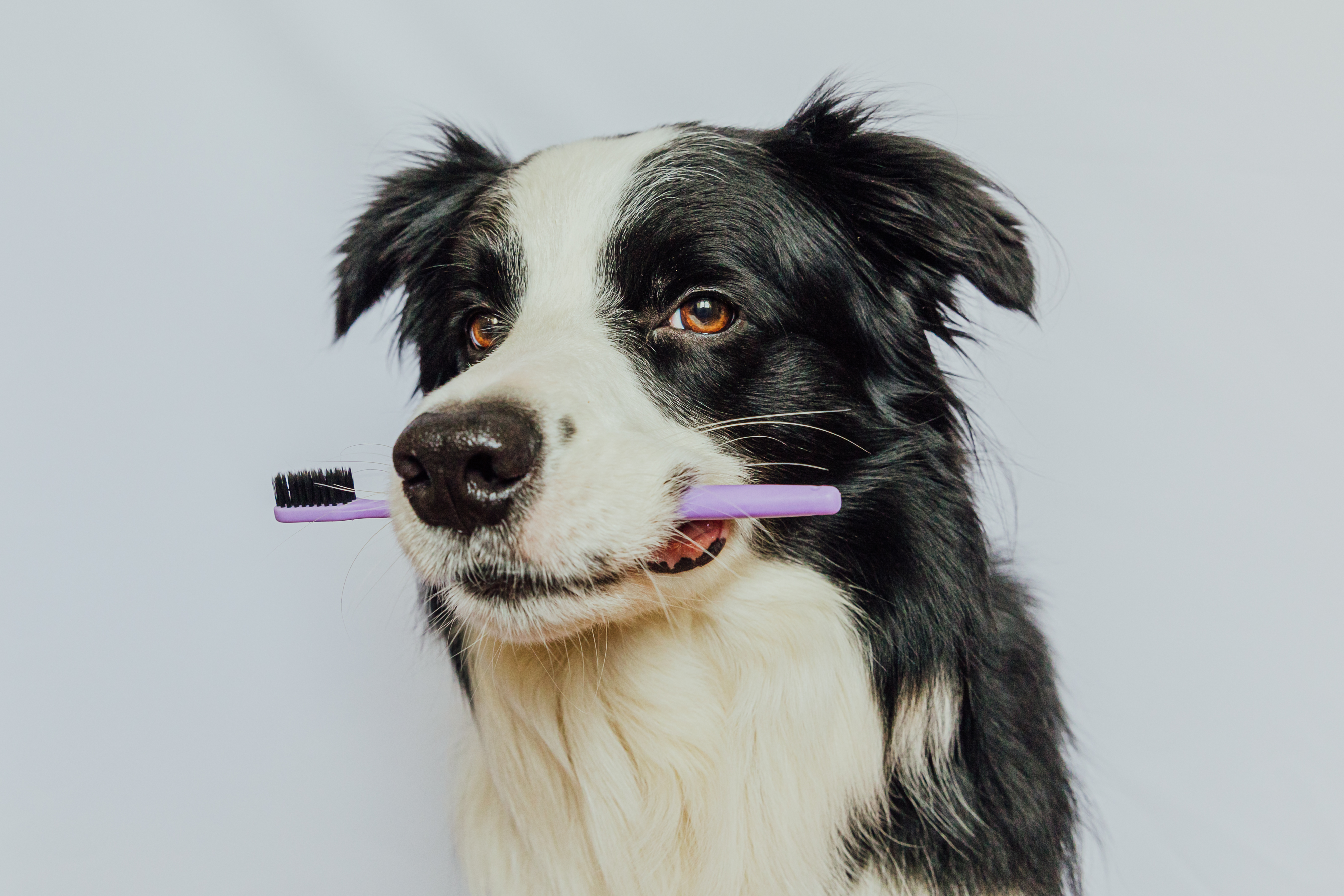 cute-smart-funny-puppy-dog-border-collie-holding-toothbrush-mouth-isolated-white-background-oral-hygiene-pets-veterinary-medicine-dog-teeth-health-care-banner.jpg